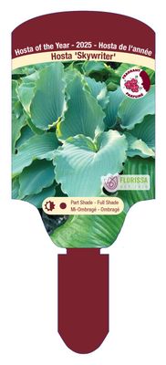 Hosta 'Skywriter' 1G
