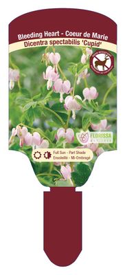 Dicentra spectabilis 'Cupid' (Bleeding Heart) 1G