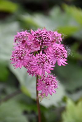 Astrantia major 'Star of Beauty' (Masterwort) Jumbo