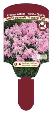 Astilbe chin. 'Fireworks Pink' 1G