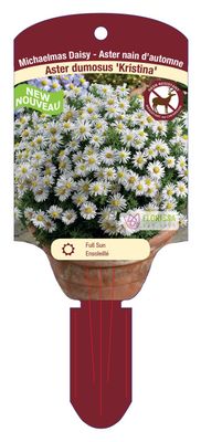 Aster novi-belgii 'Kristina' (Aster)  Jumbo