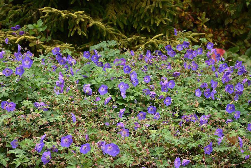 Geranium 'Rozanne' (Hardy Cranesbill) Jumbo
