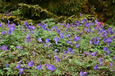Geranium 'Rozanne' (Hardy Cranesbill) Jumbo