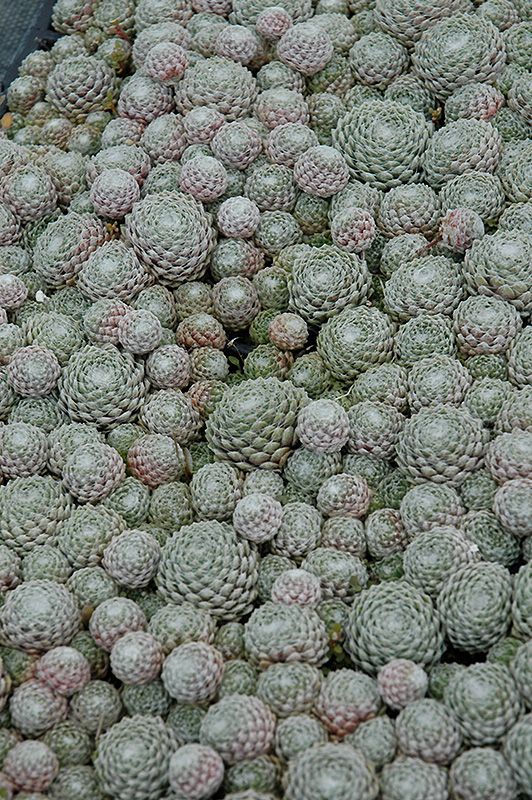 Sempervivum 'Cobweb' (Hen and Chicks) 4"