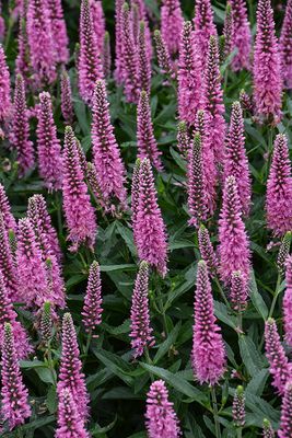 Veronica 'Skyward Pink' (Speedwell) Jumbo