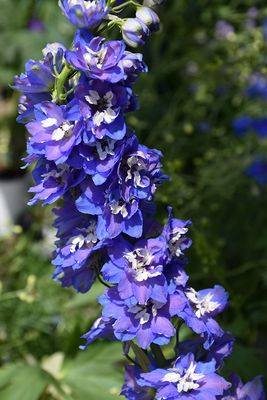 Delphinium 'Pacific Giant Mix' Jumbo