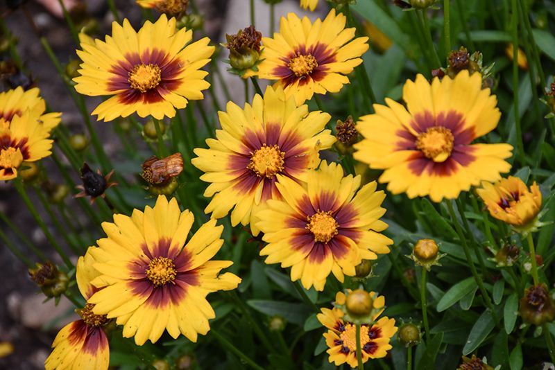 Coreopsis 'Solanna Sunset Bright' Jumbo