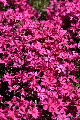 Phlox subulata 'Scarlet Flame' (Creeping Phlox) 4"