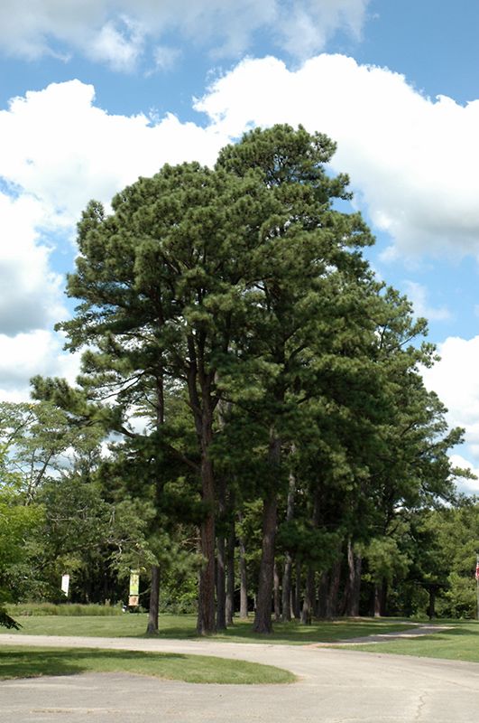 Pinus nigra (Austrian Pine) 200cm
