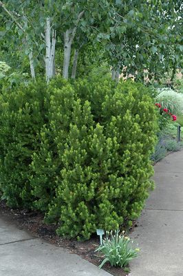Taxus x media 'Hicksii' (Hick's Yew) 3G