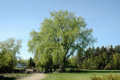 Populus deltoides (Eastern Cottonwood) 2G