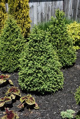 Buxus x 'Green Mountain' (Clipped Cone Boxwood) 70cm 7G