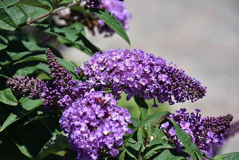 Buddleia davidii 'Pugster's Periwinkle' (Butterfly Bush) 2G