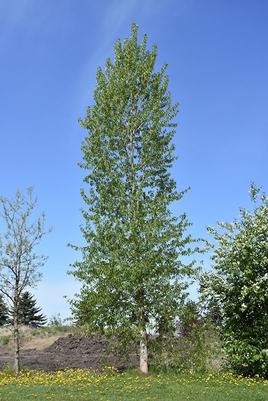 Populus balsamifera (Balsam Poplar) 2G