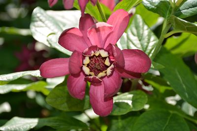 Calycanthus x 'Aphrodite' (Sweetshrub) 2G