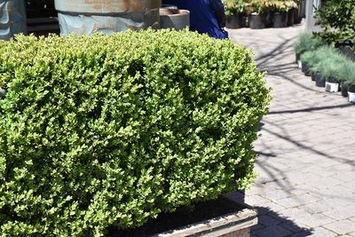 Buxus x 'Green Mountain' (Boxwood) 1G