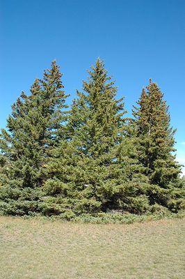 Picea glauca (White Spruce) 2G