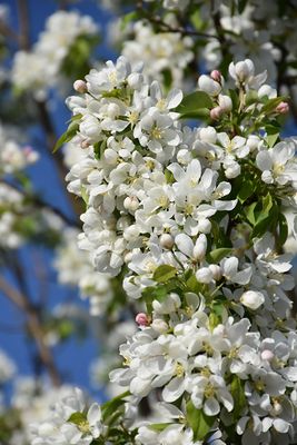 Malus 'Dolgo' (Fruiting Crabapple) 7G