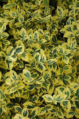 Euonymus fortunei 'Emerald N' Gold' (Wintercreeper) 2G