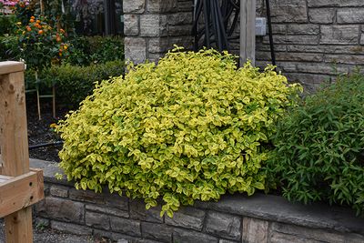 Euonymus fortunei 'Canadale Gold' (Wintercreeper) 2G