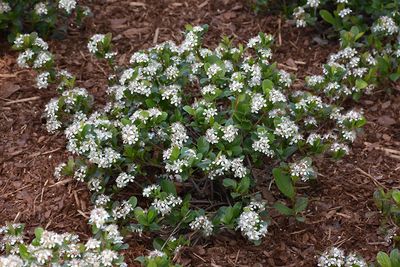 Aronia melanocarpa 'Lo Scape Mound' (Black Chokeberry) 2G