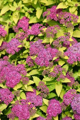 Spirea japonica 'Double Play Gold' 2G