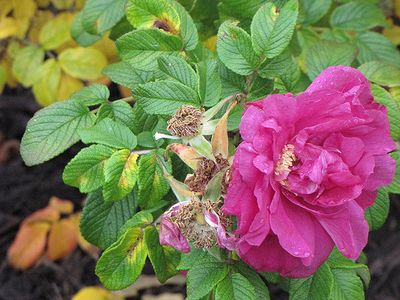 Rosa rugosa 'Rubra'  (Shrub Rose) 2G