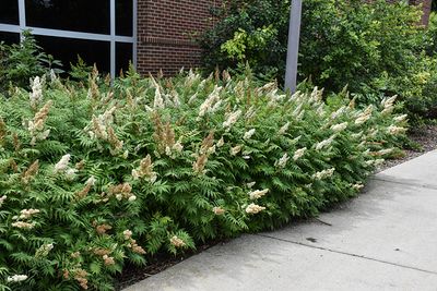 Sorbaria sorbifolia (False Spirea) 2G