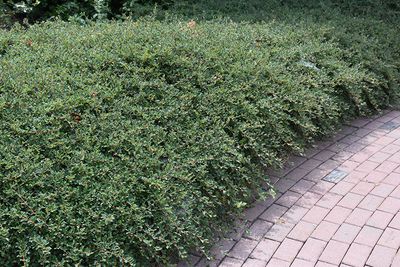 Cotoneaster dammeri 'Coral Beauty' (Bearberry Cotoneaster) 2G