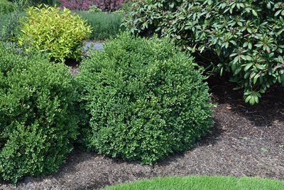 Buxus x 'Green Velvet' (Boxwood) 3G