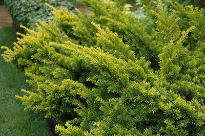 Taxus cuspidata 'Aurescens' (Golden Yew) 2G