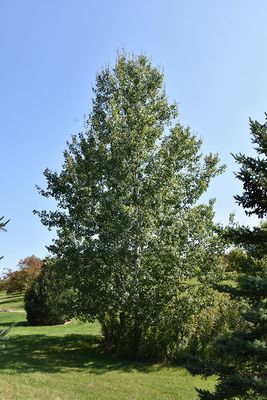 Populus tremuloides (Trembling Aspen) 2G