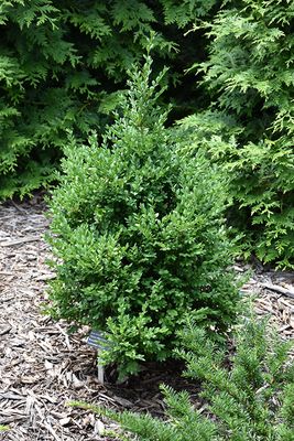 Buxus x 'Green Mountain' (Boxwood) 3G
