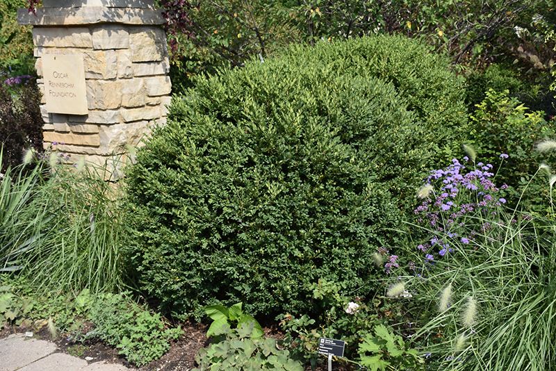 Buxus 'Green Gem' (Boxwood) 3G