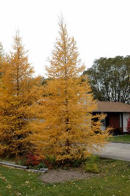 Larix laricina 125cm WB (Eastern Larch)