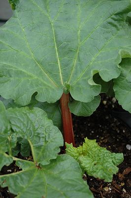 Pkg. 1 RHUBARB Crimson Cherry
