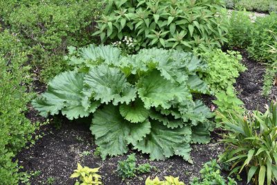 Pkg. 1 RHUBARB German Wine
