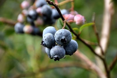 BLUEBERRY Chandler - Highbush