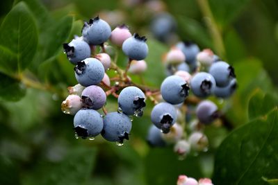 BLUEBERRY Bluecrop - Highbush
