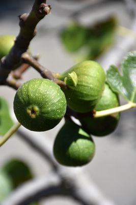 FIG Pot (1) Chicago Hardy