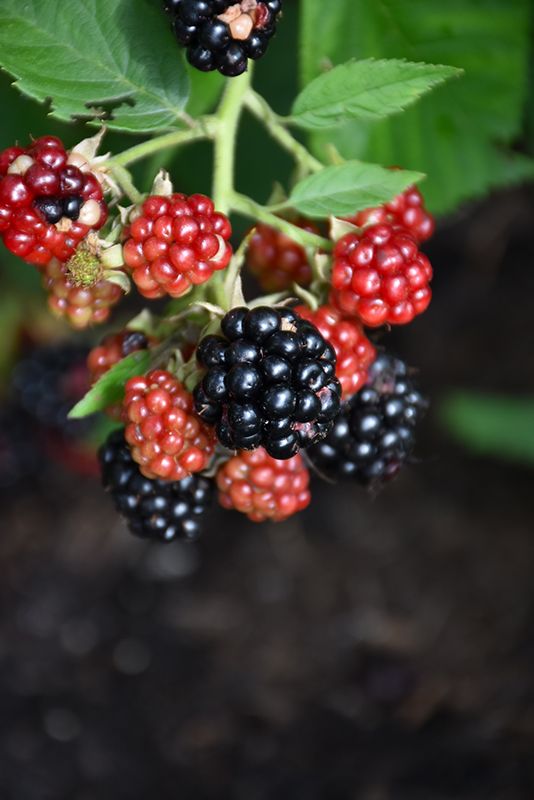 BLACKBERRY Pot (1) Chester Thornless