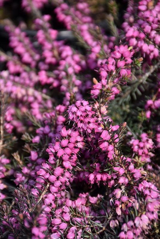 Erica 'Springwood Pink' (Heath) 1G