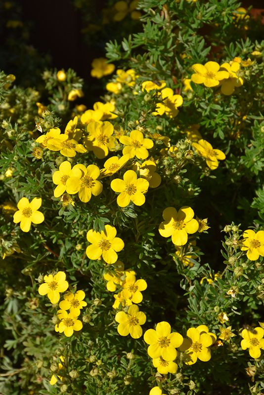 Potentilla 'Goldfinger' 2G