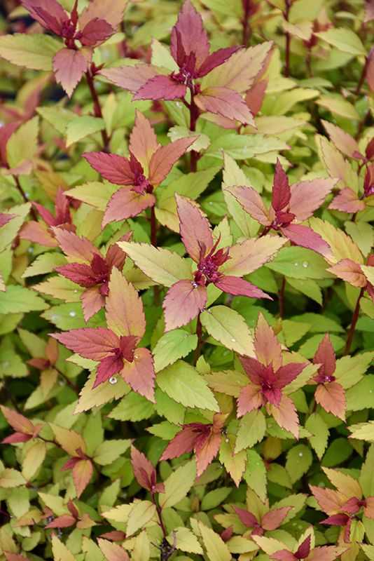 Spirea 'Rainbow Fizz' BE 2G