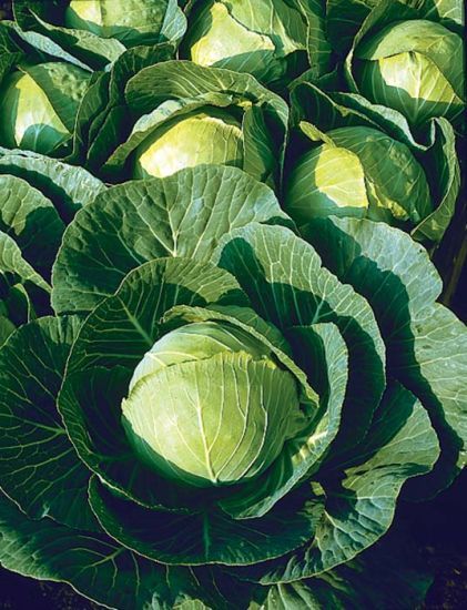 Cabbage 'Multikeeper' Cell Pak (6)