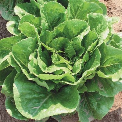 Lettuce Romaine 'Green Towers' Cell Pak (6)