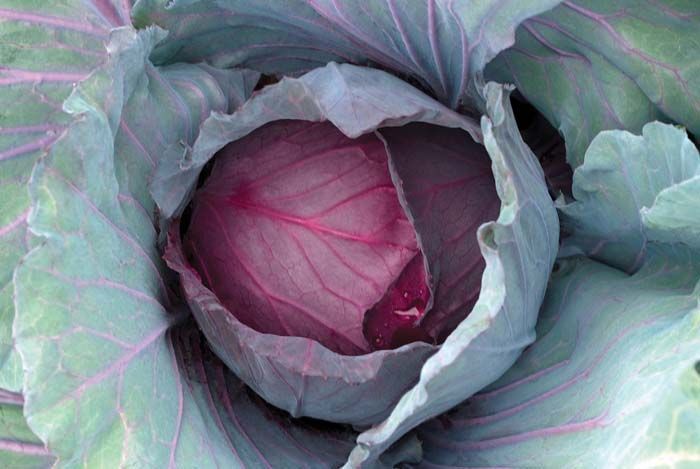 Cabbage 'Red Jewel' Cell Pak (6)