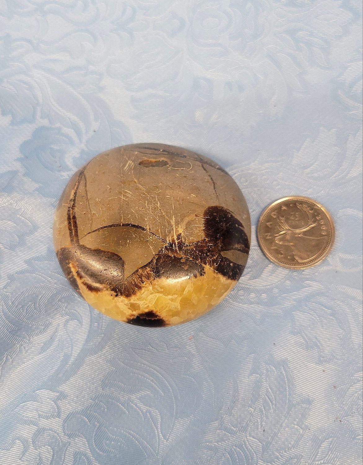 Septarian Palmstone