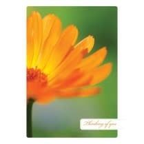 Bright Thoughts - Greeting Card