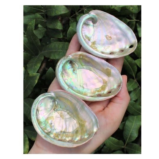Abalone Shell Small $15
